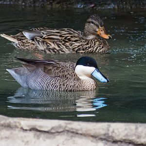 Birds at the Flamingo Lagoon-Puna Teal