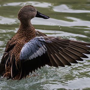 Birds at the Flamingo Lagoon -Red Shoveler