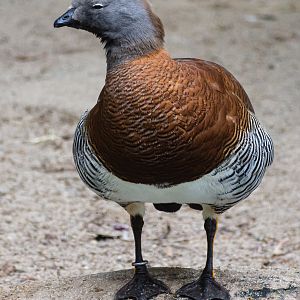 Birds at the Flamingo Lagoon-Ashy-headed Goose