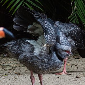 Birds at the Flamingo Lagoon=Southern Screamer