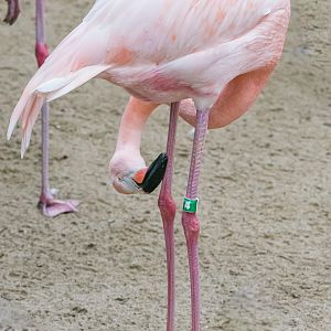 Birds at the Flamingo Lagoon-American Flamingo