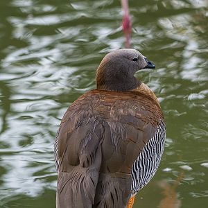 Birds at the Flamingo Lagoon-Ashy-headed Goose