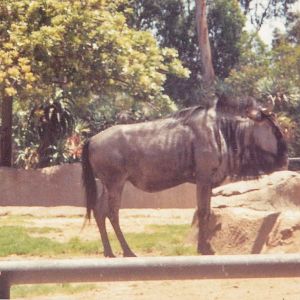 Brindled Gnu - early 90s