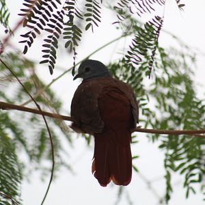 Blue-Headed Wood-Dove