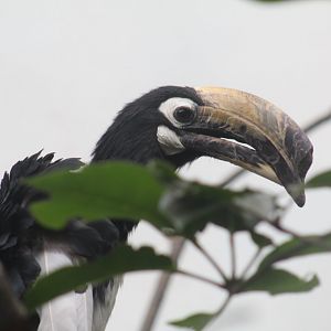 Oriental Pied Hornbill