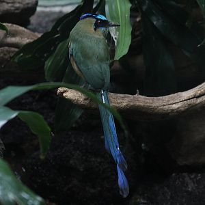 Amazonian Motmot