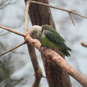 Grey-Headed Lovebird