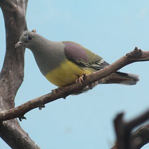 Bruce's Green-Pigeon