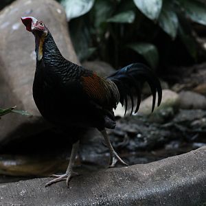 Green Junglefowl