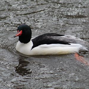 American Merganser