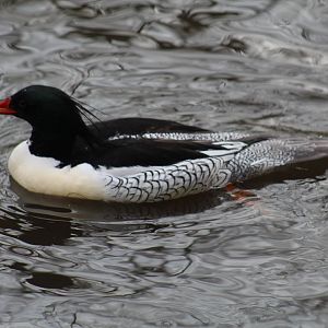 Chinese Merganser
