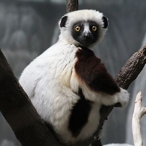 Baby Coquerel's Sifaka