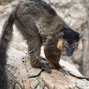 Red-Collared Lemur