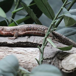 Madagascar Girdled Lizard