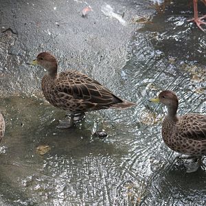 Chilean Teal