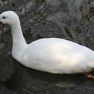 Coscoroba Swan