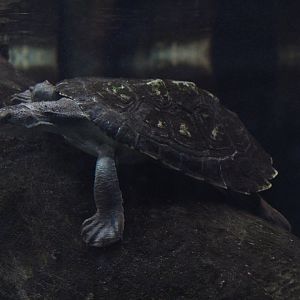 Mary River Turtle
