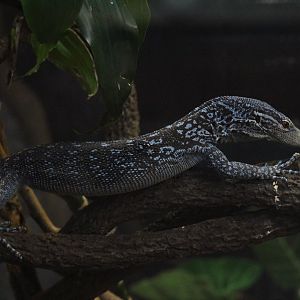Blue-Spotted Tree Monitor