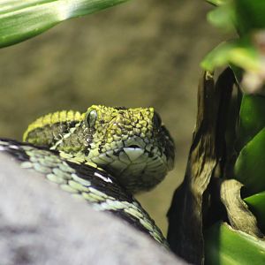 Ethiopian Mountain Adder