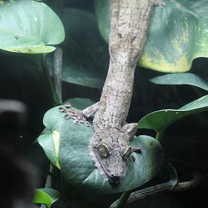 Common Flat-Tailed Gecko
