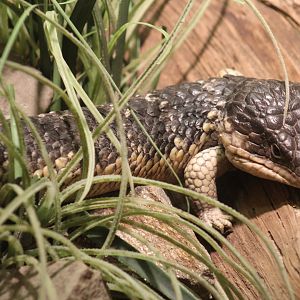 Eastern Shingleback Skink