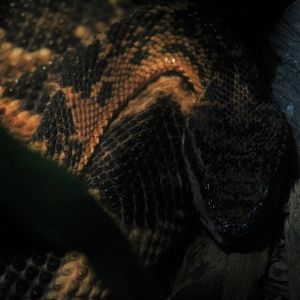 South American Bushmaster