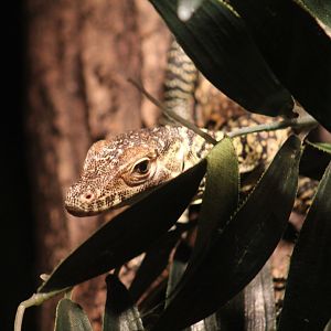 Komodo Dragon Hatchling