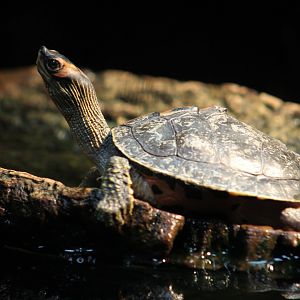 Indian Roofed Turtle