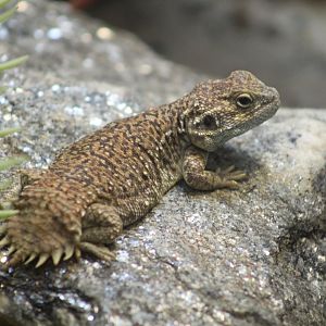 Shield-Tailed Agama
