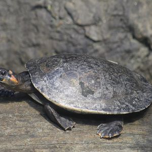Red-Headed Amazon River Turtle