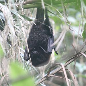 Rodrigues Flying Fox