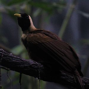 Red Bird-of-Paradise