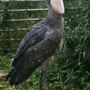 Shoebill in an unspecified location - 2012