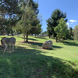 Plains Zebra Exhibit