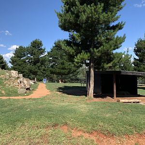 Barbary Sheep Exhibit