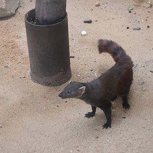 Ring-tailed Vontsira
