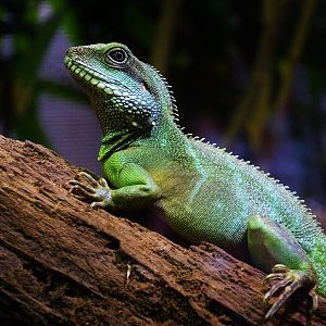Chinese Water Dragon (Physignathus cocincinus)