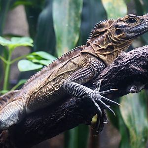 Philippine Sailfin Lizard (Hydrosaurus pustulatus)