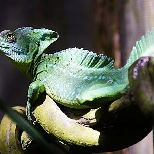 Plumed Basilisk (Basiliscus plumifrons)