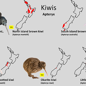 Kiwi distribution maps