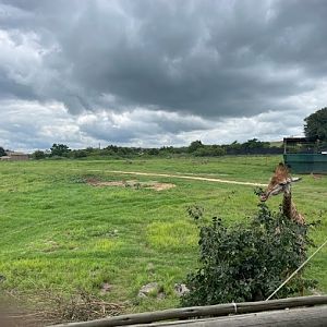 Hartmann's Mountain Zebra, Southern Giraffe and Impala Exhibit (Equus zebra, Giraffa giraffa, Aepyceros melampus)
