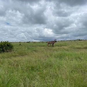 Roan Antelope (Hippotragus equinus)
