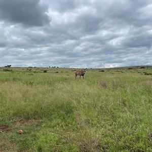 Uniquely Horned Roan Antelope (Hippotragus equinus)