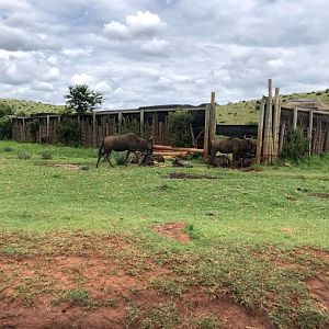 Blue Wildebeest (Connochaetes taurinus) and Game Capture Boma