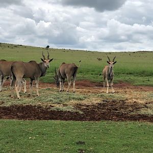 Common Eland (Taurotragus oryx)