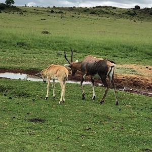 Blesbok and Calf (Damaliscus pygargus phillipsi)