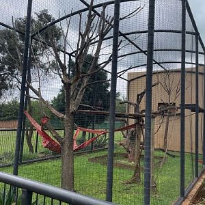 L'Hoest's Money Exhibit (Cercopithecus lhoesti)