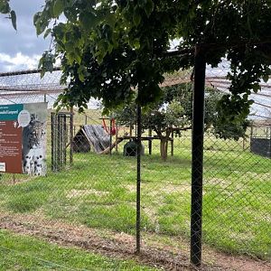Clouded Leopard Exhibit (Neofelis nebulosa)