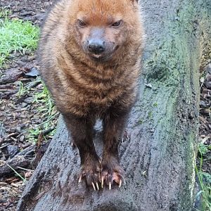 Bushdog