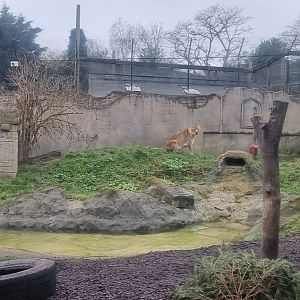 Asiatic lion enclosure
